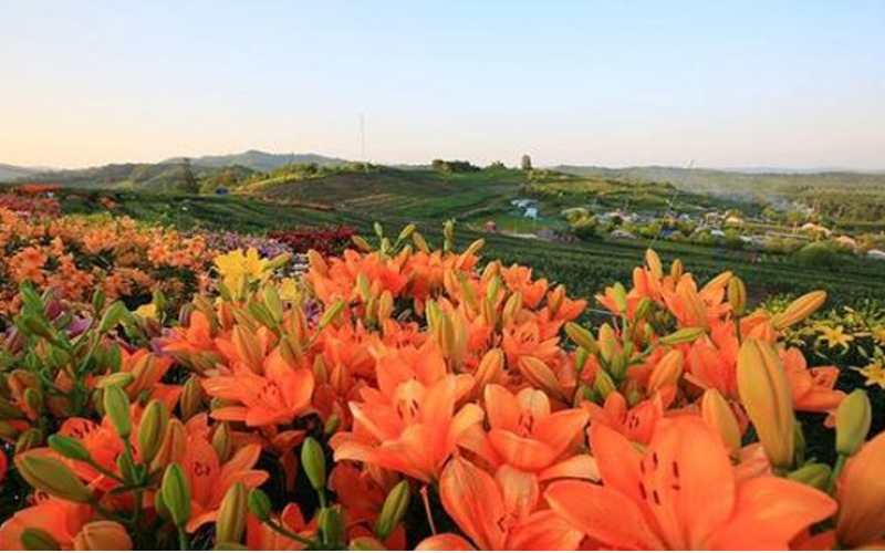 熱力開走！第七屆百合文化旅游節(jié)“百合之路”徒步大會舉行